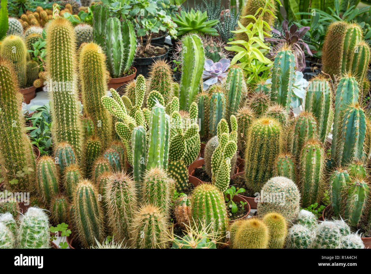 Assortimento di vario piante succulente, cactus. Moderno disegno alla moda texture, esotico sfondo spinoso Foto Stock