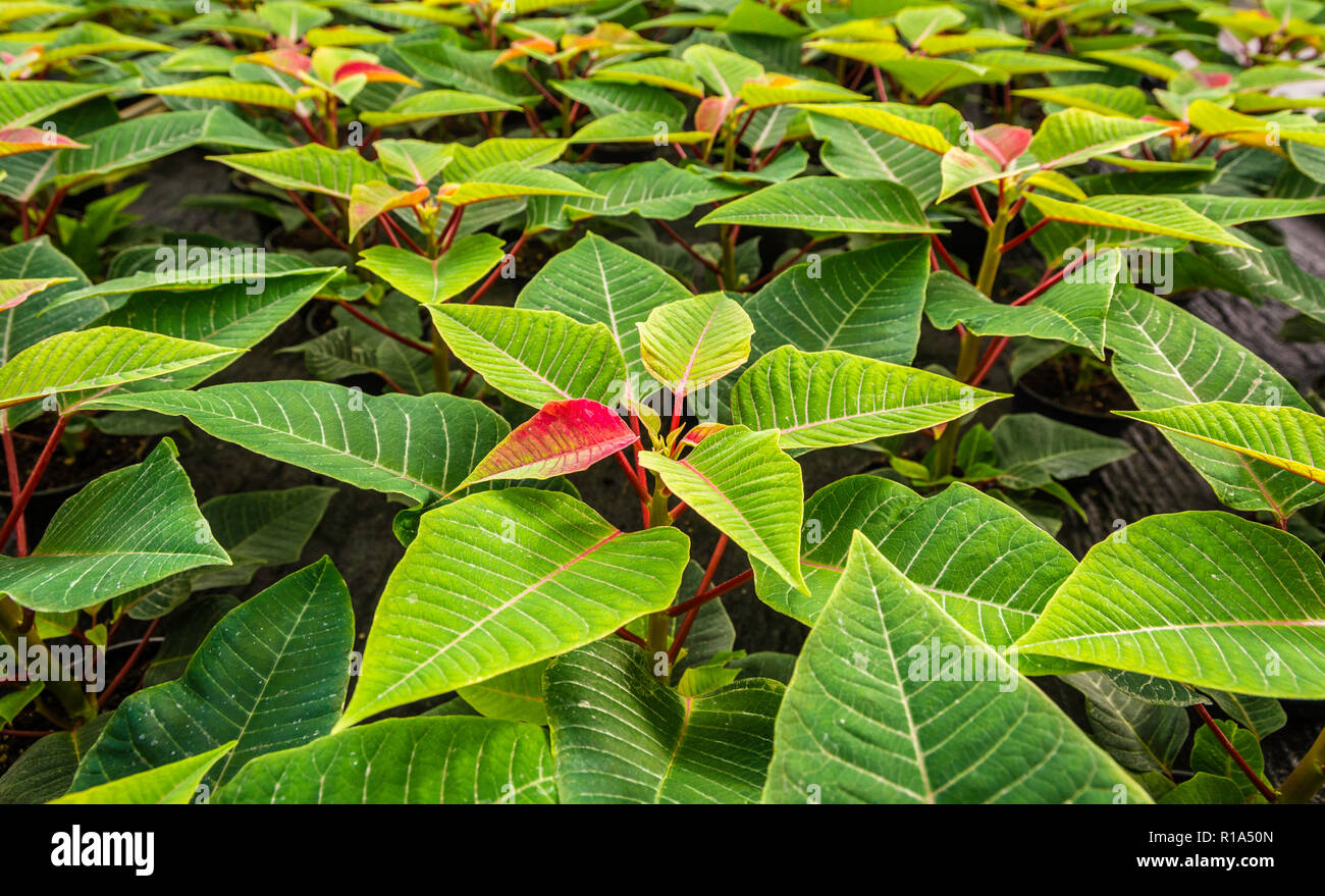 Piccole piante di poinsettia o stella di Natale flower.Euphorbia pulcherrima è un famoso giardino impianto associato con festività invernali Foto Stock
