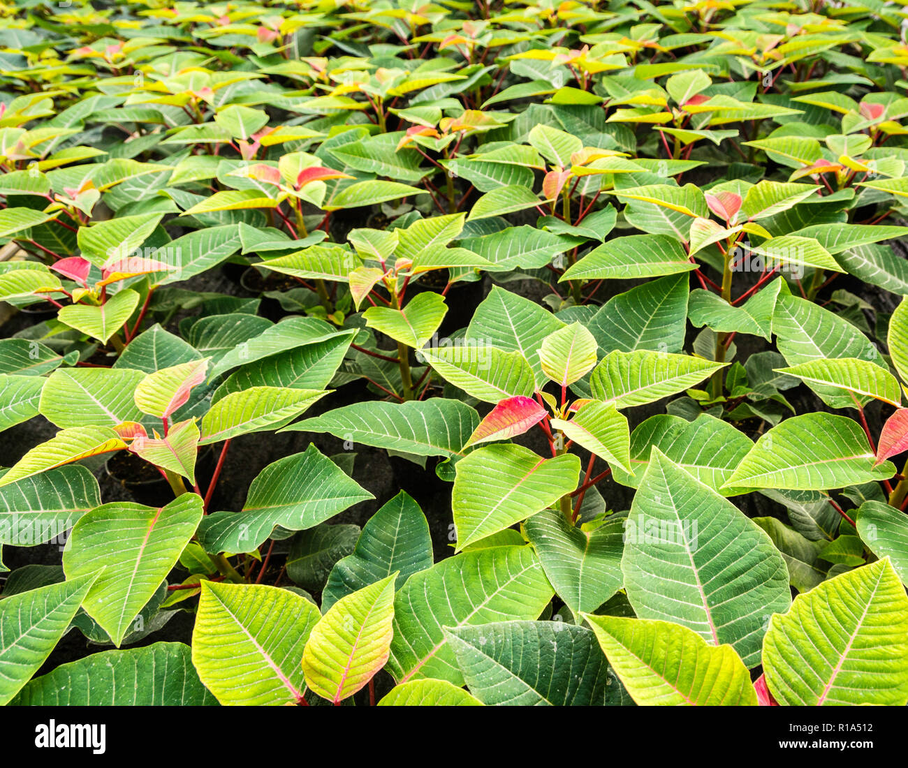 Piccole piante di poinsettia o stella di Natale flower.Euphorbia pulcherrima è un famoso giardino impianto associato con festività invernali Foto Stock