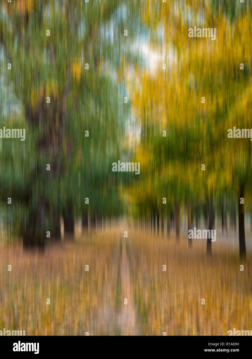 Movimento artistico-autunno sfocata immagine di un percorso lungo un vicolo in un parco della città di Burgos, Spagna Foto Stock