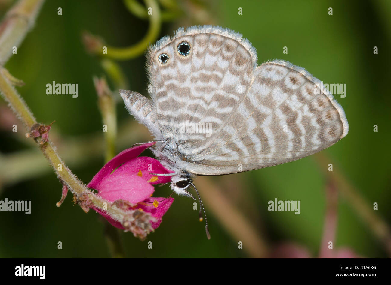 Blu marino, Leptotes marina, su Coral vite, Antigonon leptopus Foto Stock