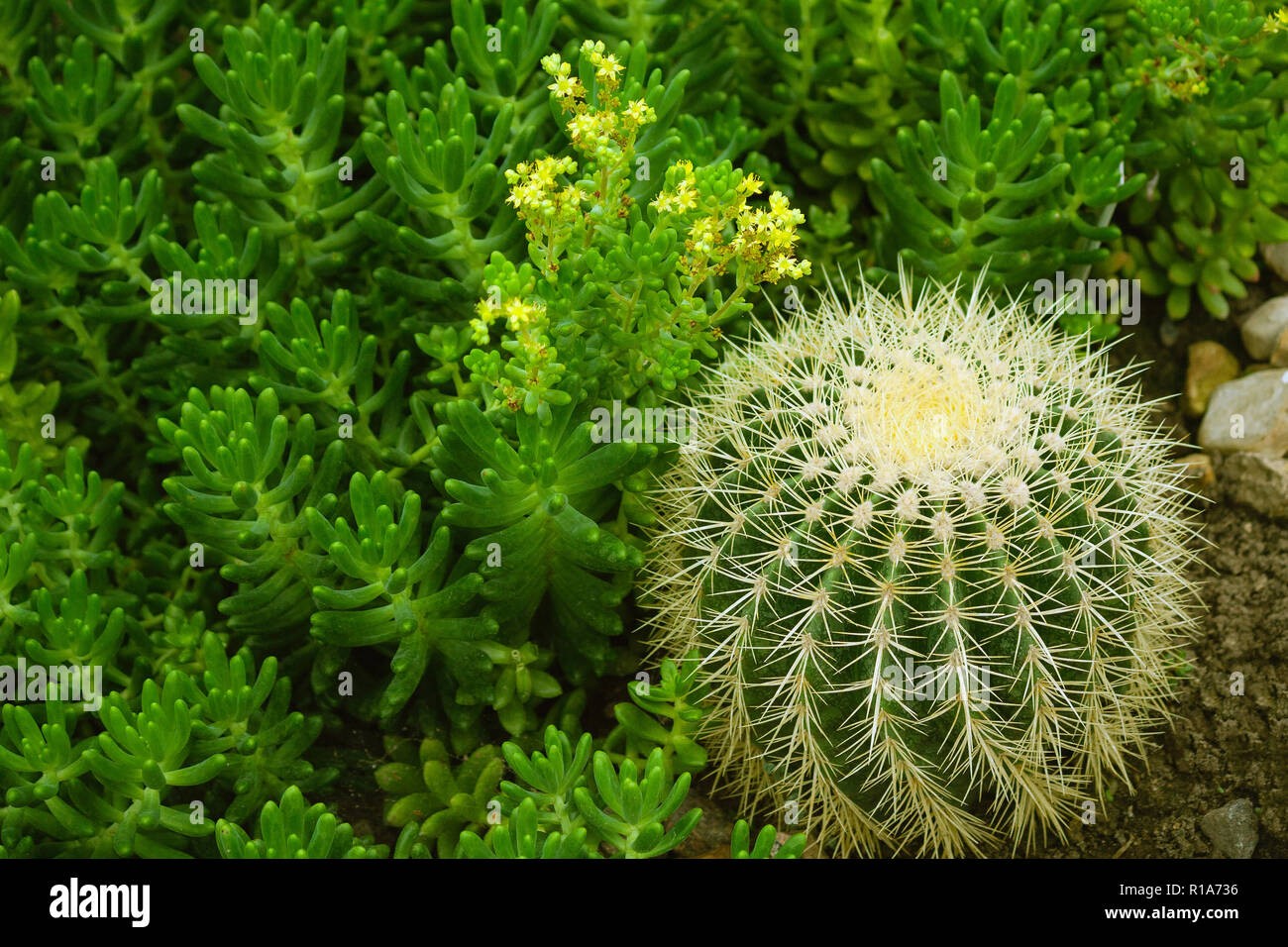 Sedum lucidum in fiore giallo con piccoli fiori e Echinocactus grusonii Hildm di piccole dimensioni, cactus e piante succulente cresce insieme in un giardino Foto Stock