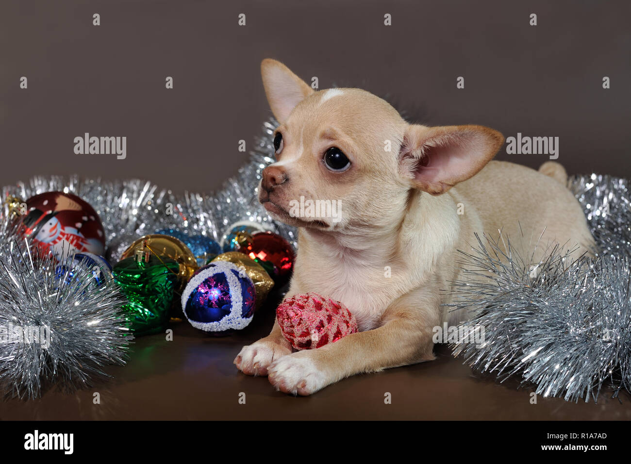 Chihuahua cucciolo di decorare un albero di Natale Foto Stock