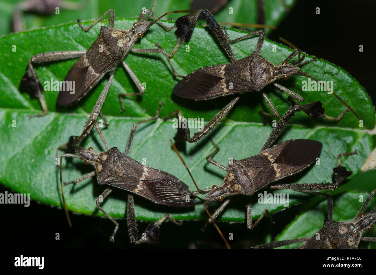Foglia-footed bug, Leptoglossus zonatus Foto Stock