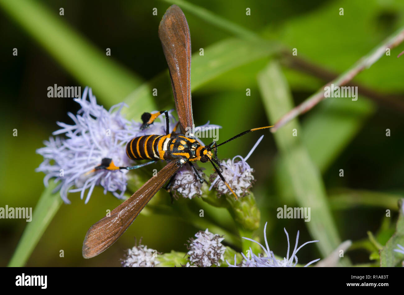 Texas Wasp Moth, Horama panthalon, sul fiore di nebbia, Conoclinium sp. Foto Stock