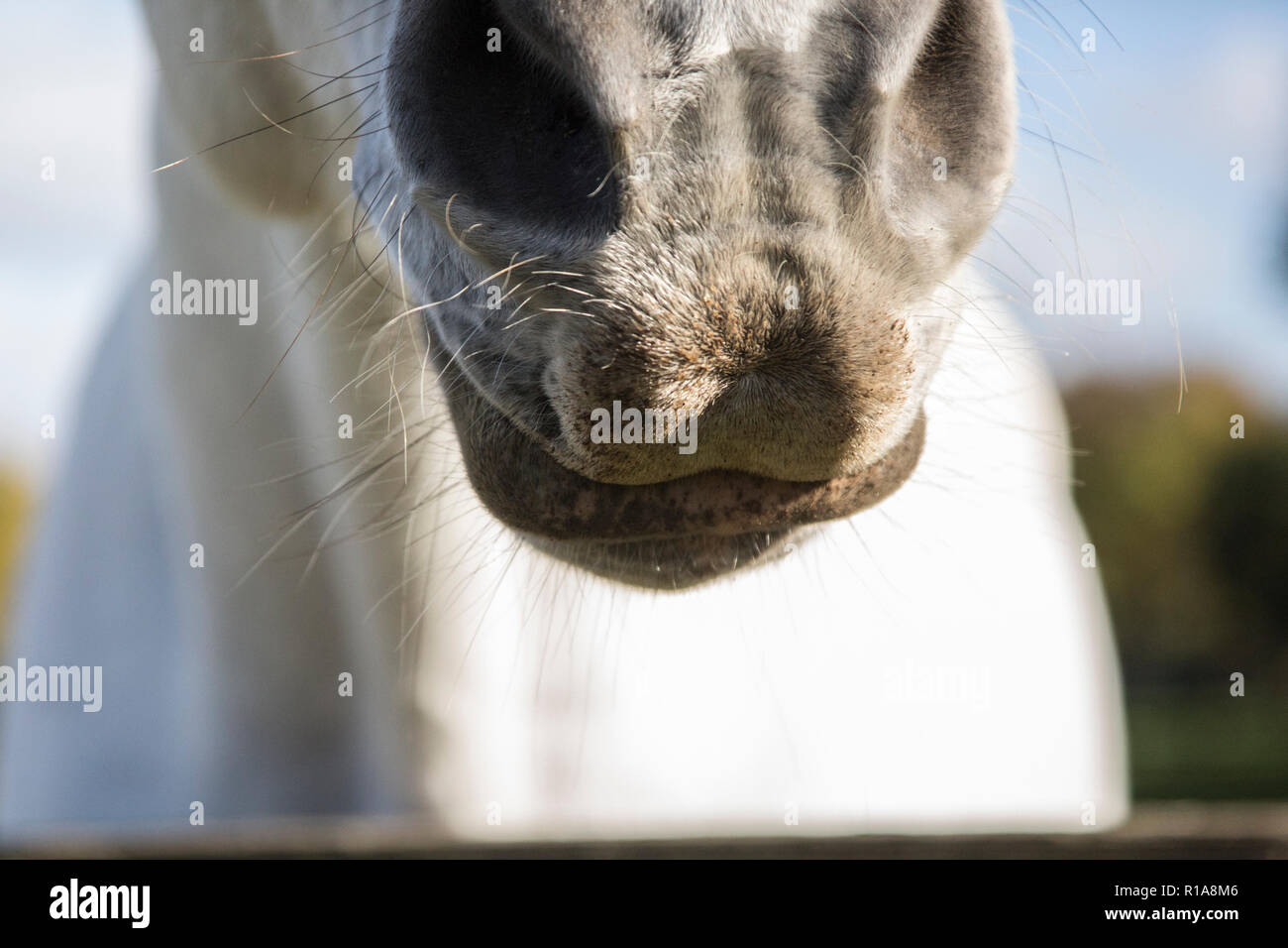 Close up di un muso di cavalli, mostrando la sua pelliccia bianca sul suo muso intorno alle sue narici e bocca, close up ritratto equino, cavalli bocca Foto Stock