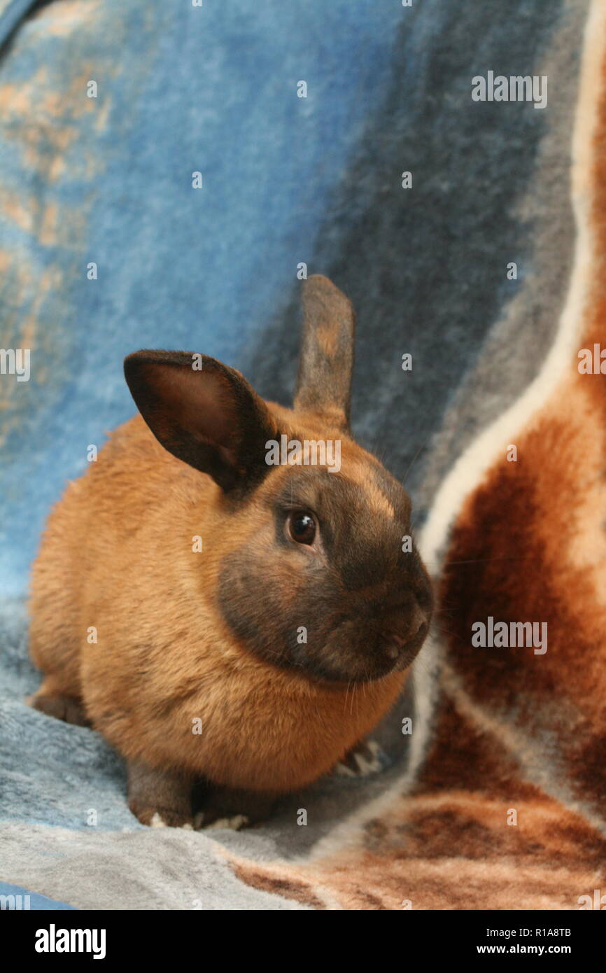 'Grande le foto scattate da me' Foto Stock