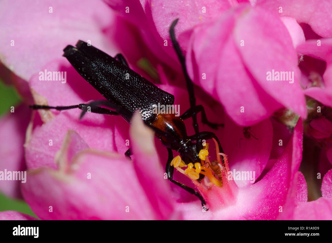 Flower Longhorn, Cyphonotida rostrata, su Coral vite, Antigonon leptopus Foto Stock