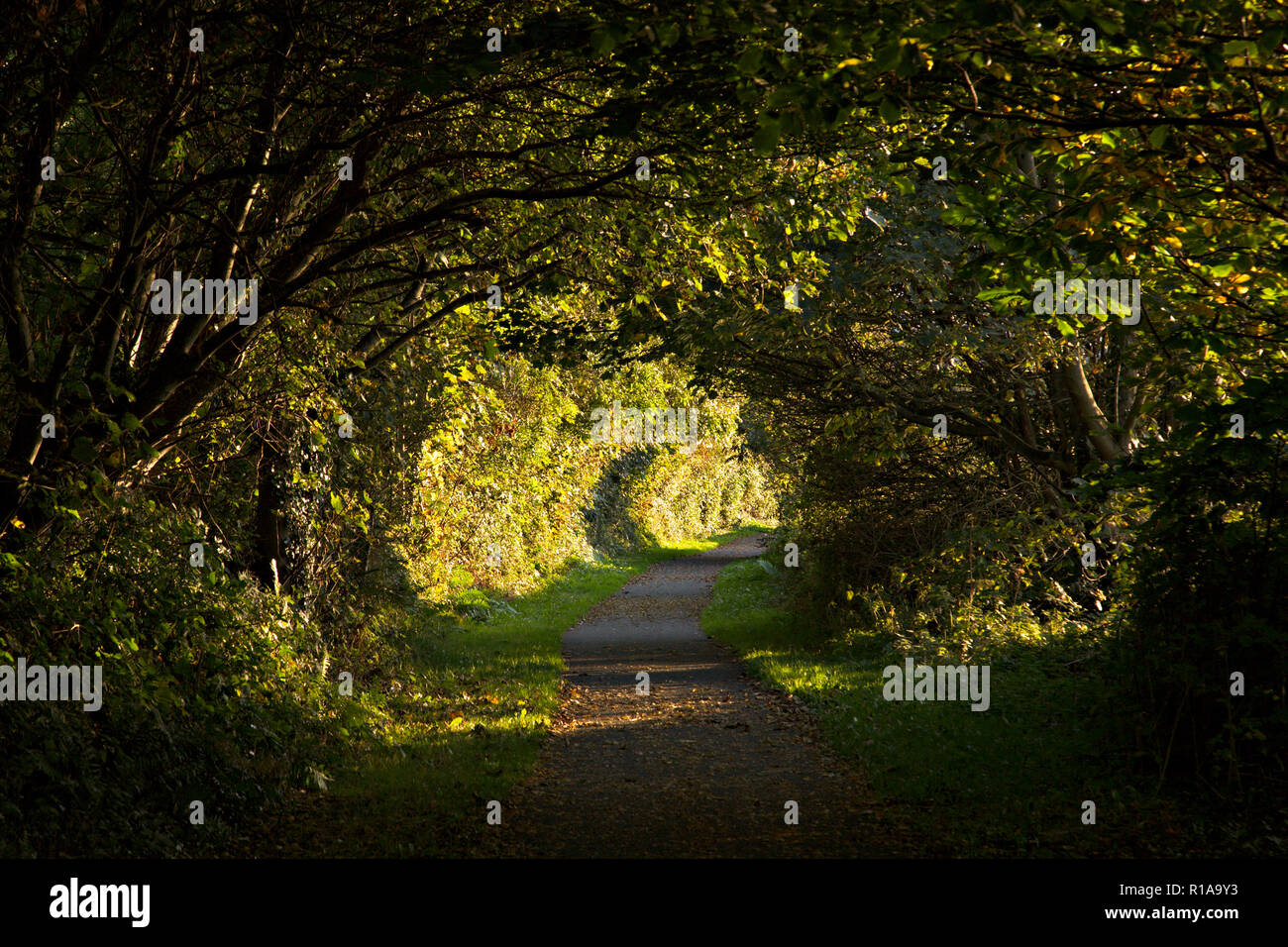 La luce del sole e ombra attraverso un albero coperto lane vicino a Caernarfon in Galles del Nord Foto Stock
