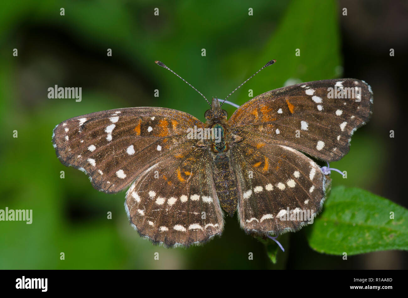 Texan Crescent, Anthanassa texana, femmina su mist fiore, Conoclinium sp. Foto Stock