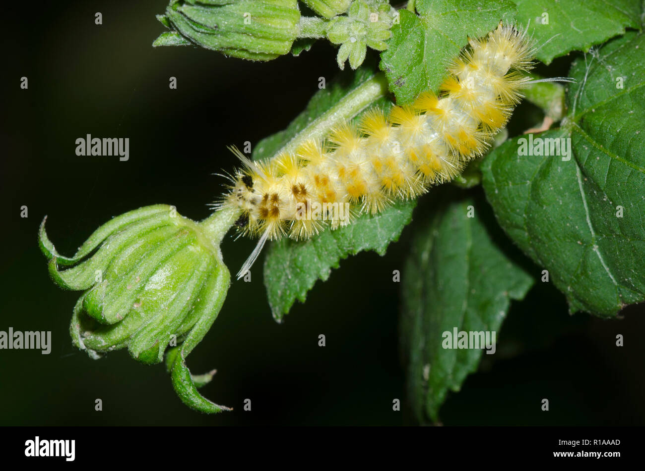 Tiger Moth, Lophocampa catenulata, caterpillar Foto Stock