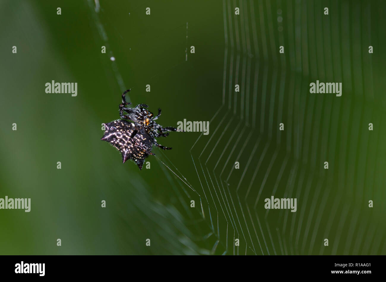 Spinybacked Orbweaver, Gasteracantha cancriformis, la creazione di siti web Foto Stock