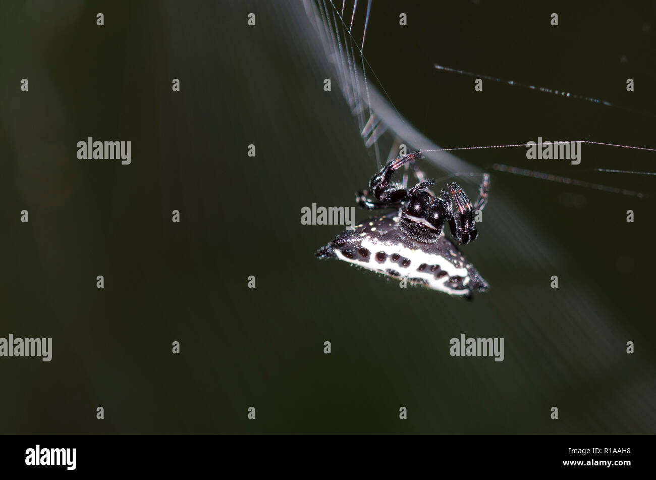 Spinybacked Orbweaver, Gasteracantha cancriformis, la creazione di siti web Foto Stock