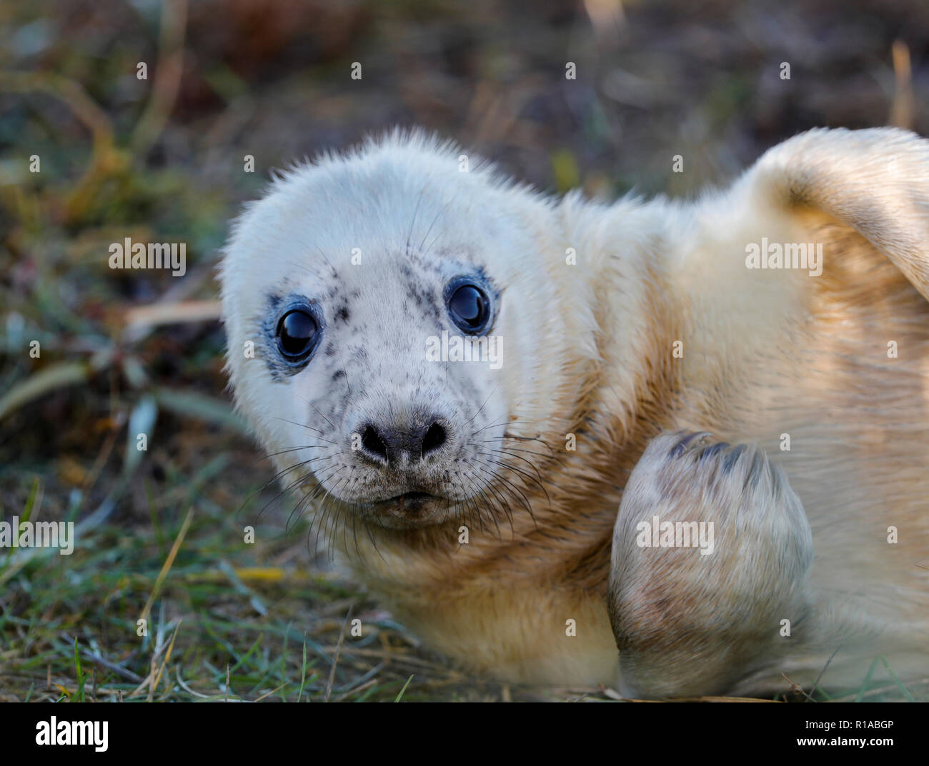 Guarnizione grigio pup (Halicheorus grypus) Foto Stock