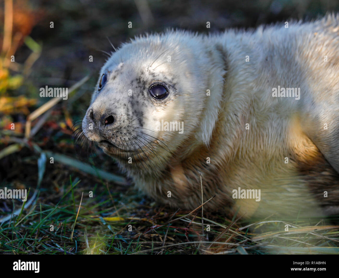 Guarnizione grigio pup (Halicheorus grypus) Foto Stock