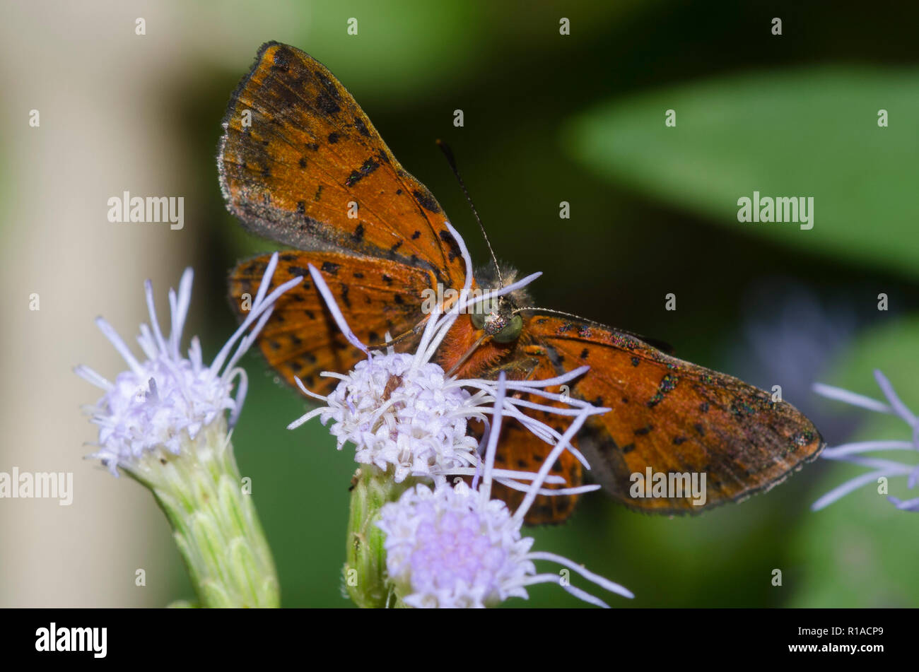 Red-delimitata, Metalmark Caria ino, maschio su mist fiore, Conoclinium sp. Foto Stock