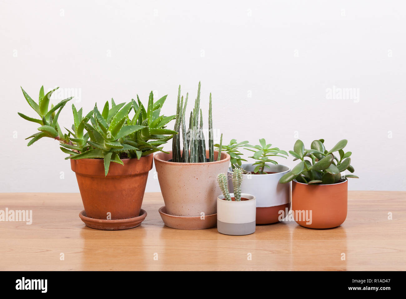 Succulente e vari vasi. Foto Stock