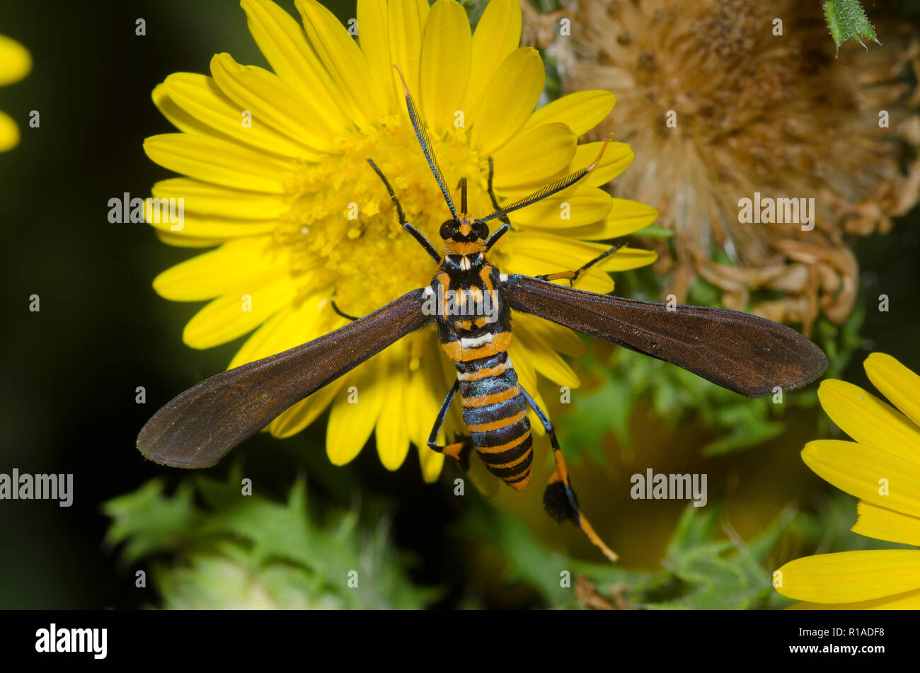 Texas Wasp Moth, Horama panthalon, sulla canfora Daisy, Rayjacksonia phyllocephala Foto Stock