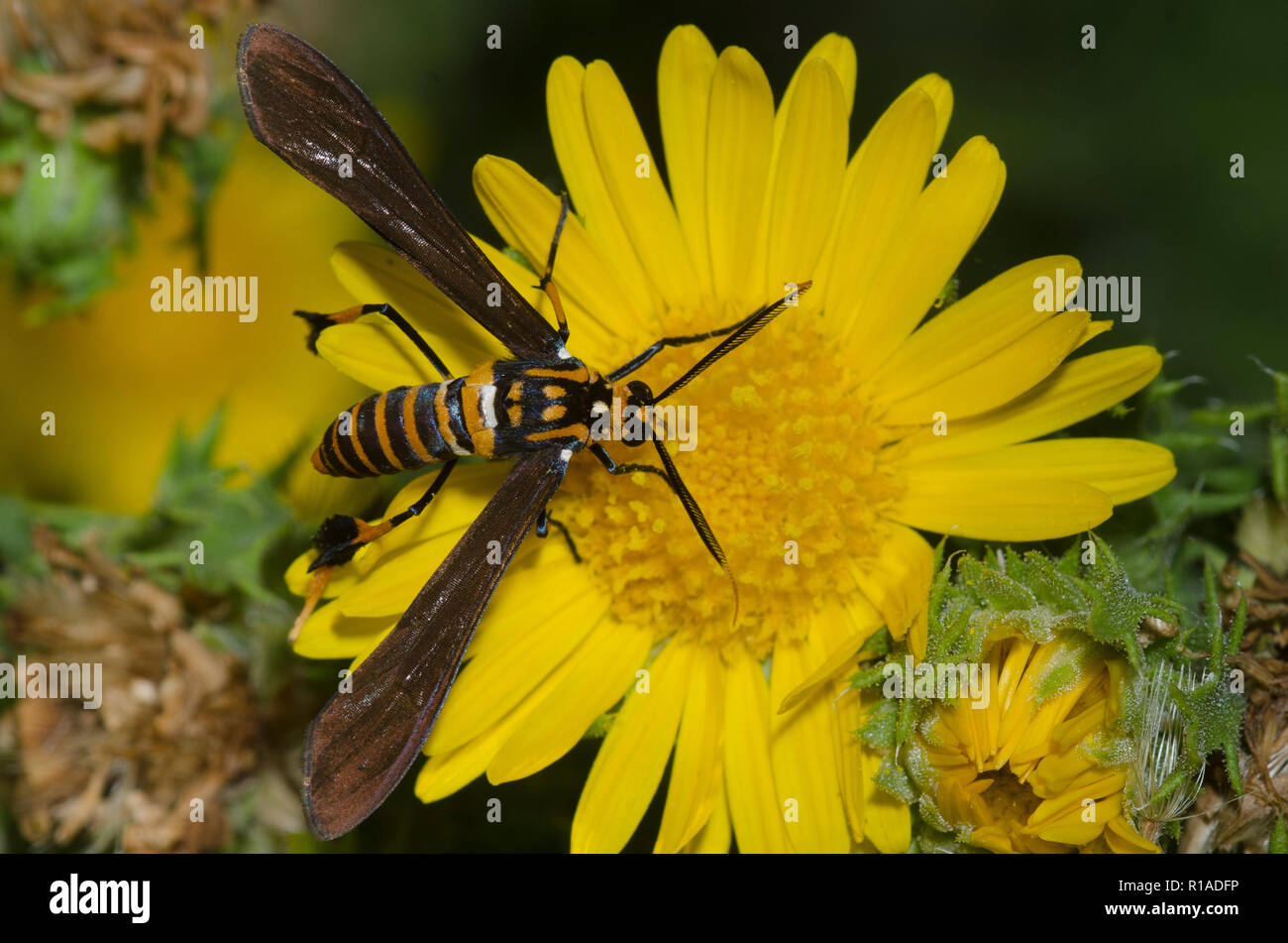 Texas Wasp Moth, Horama panthalon, sulla canfora Daisy, Rayjacksonia phyllocephala Foto Stock