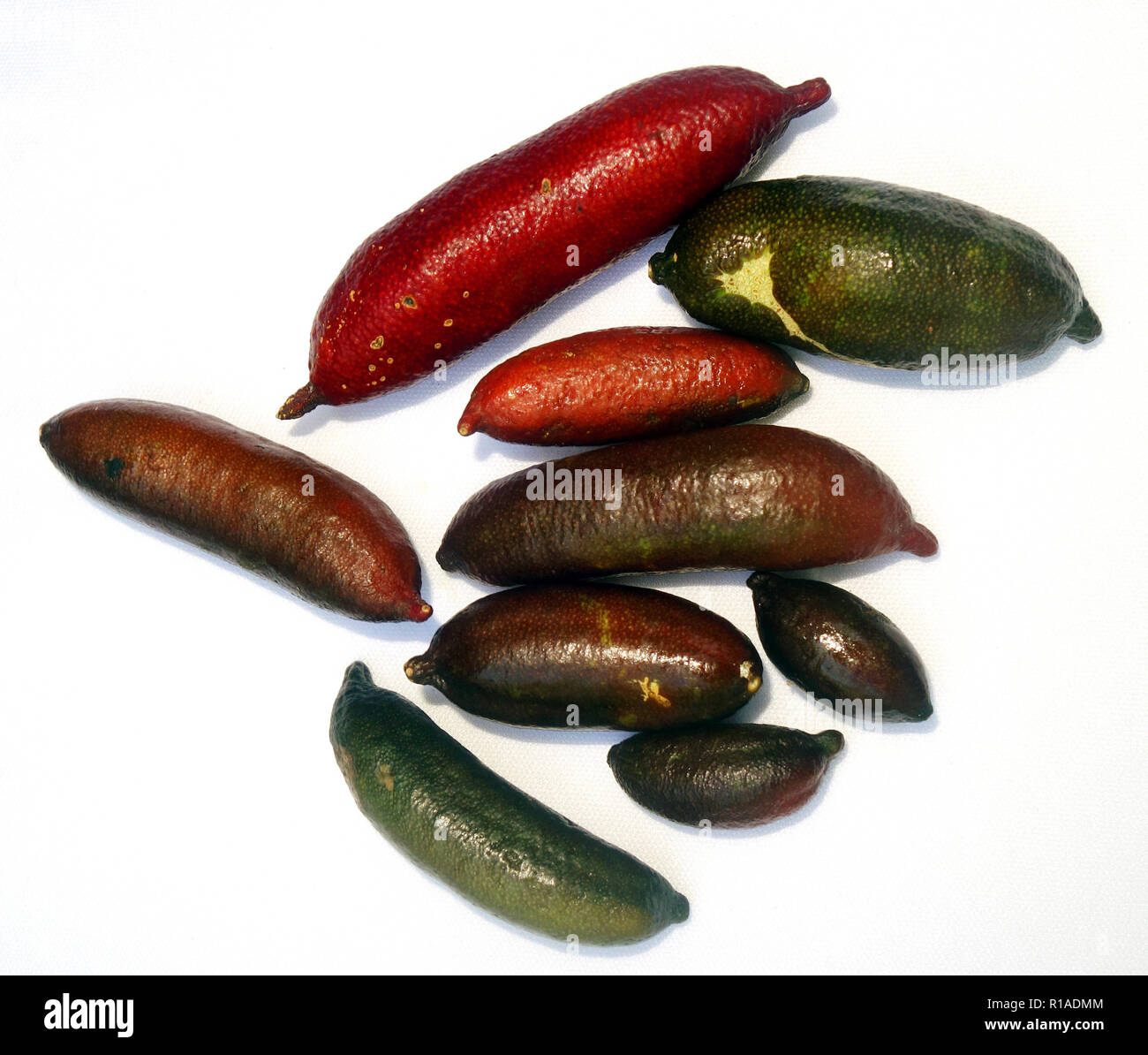 Nativi Australiani dito limette (Citrus australasicum) su sfondo bianco Foto Stock