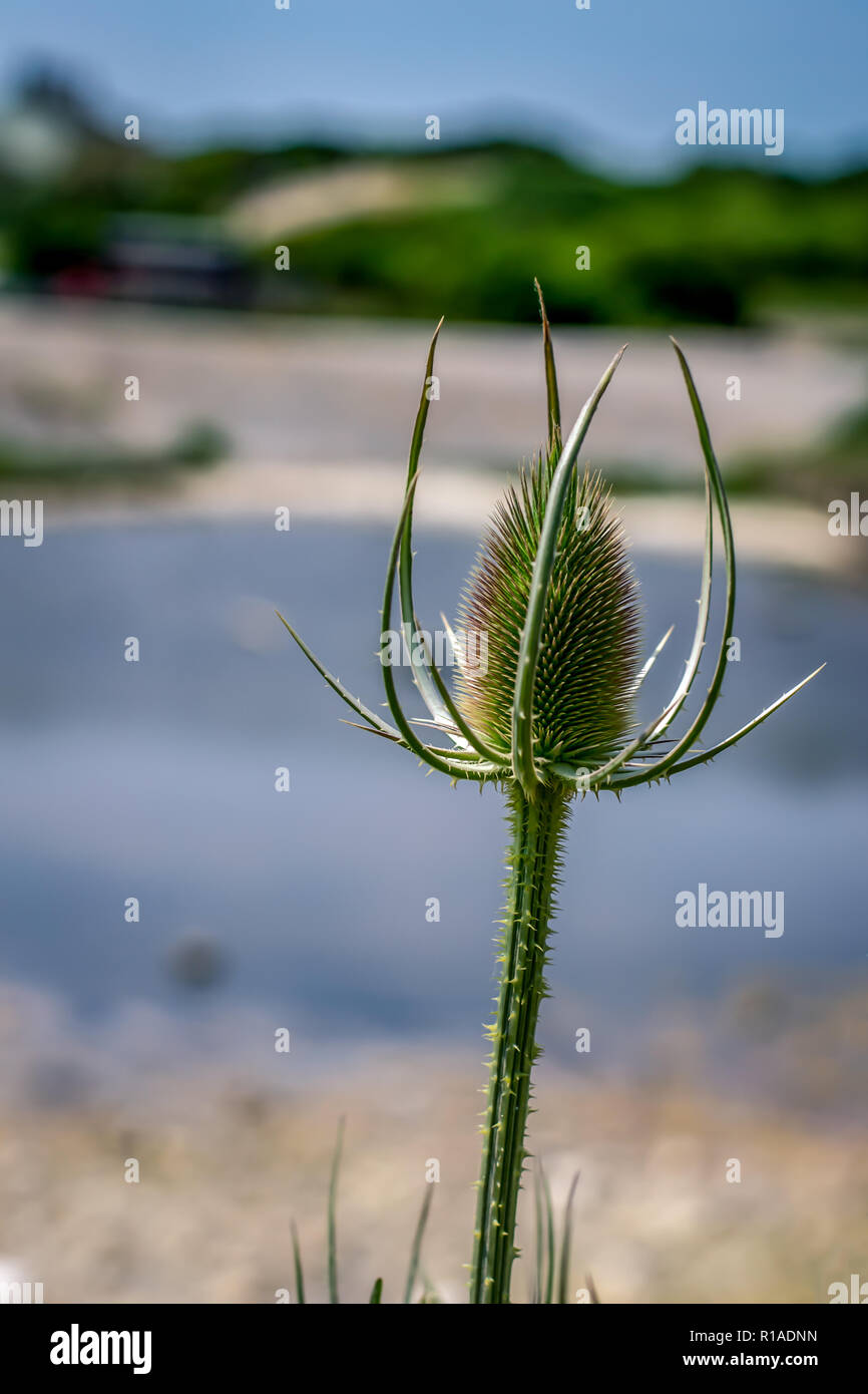 Un seme teasel testa su un pomeriggio soleggiato, Cuckemere Haven. Foto Stock