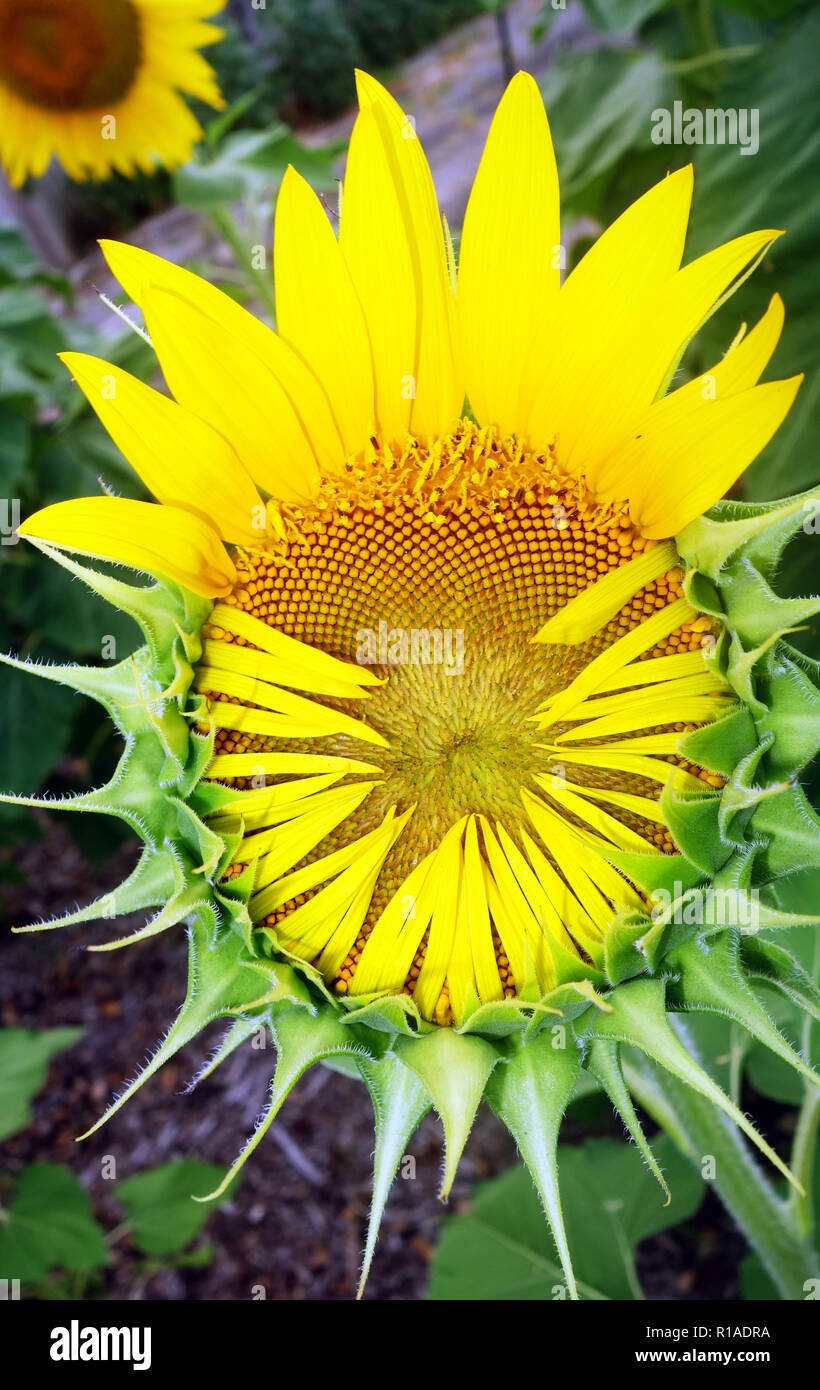 Aperto a metà di semi di girasole in giardino Foto Stock