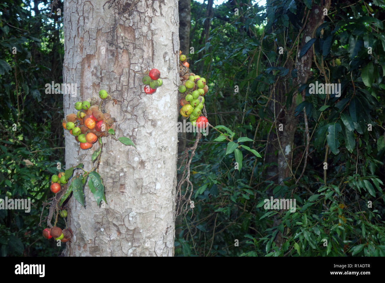 Figg la fruttificazione sul tronco della foresta pluviale native tree, Wooroonooran National Park, Queensland, Australia Foto Stock