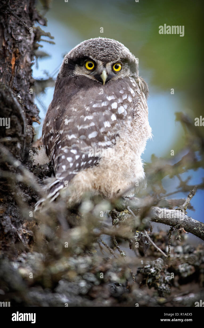 northern hawk-owl che gira è testa (Surnia ulula) a Healy, Alaska, Stati Uniti Foto Stock