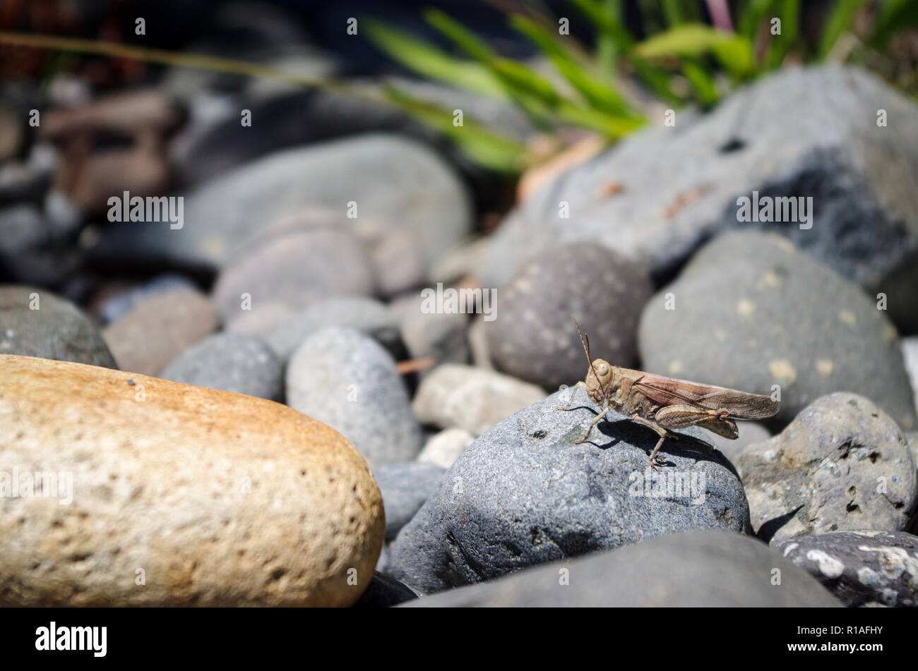 Grasshopper sul fiume rocce, Oyster River, B.C., Canada Foto Stock