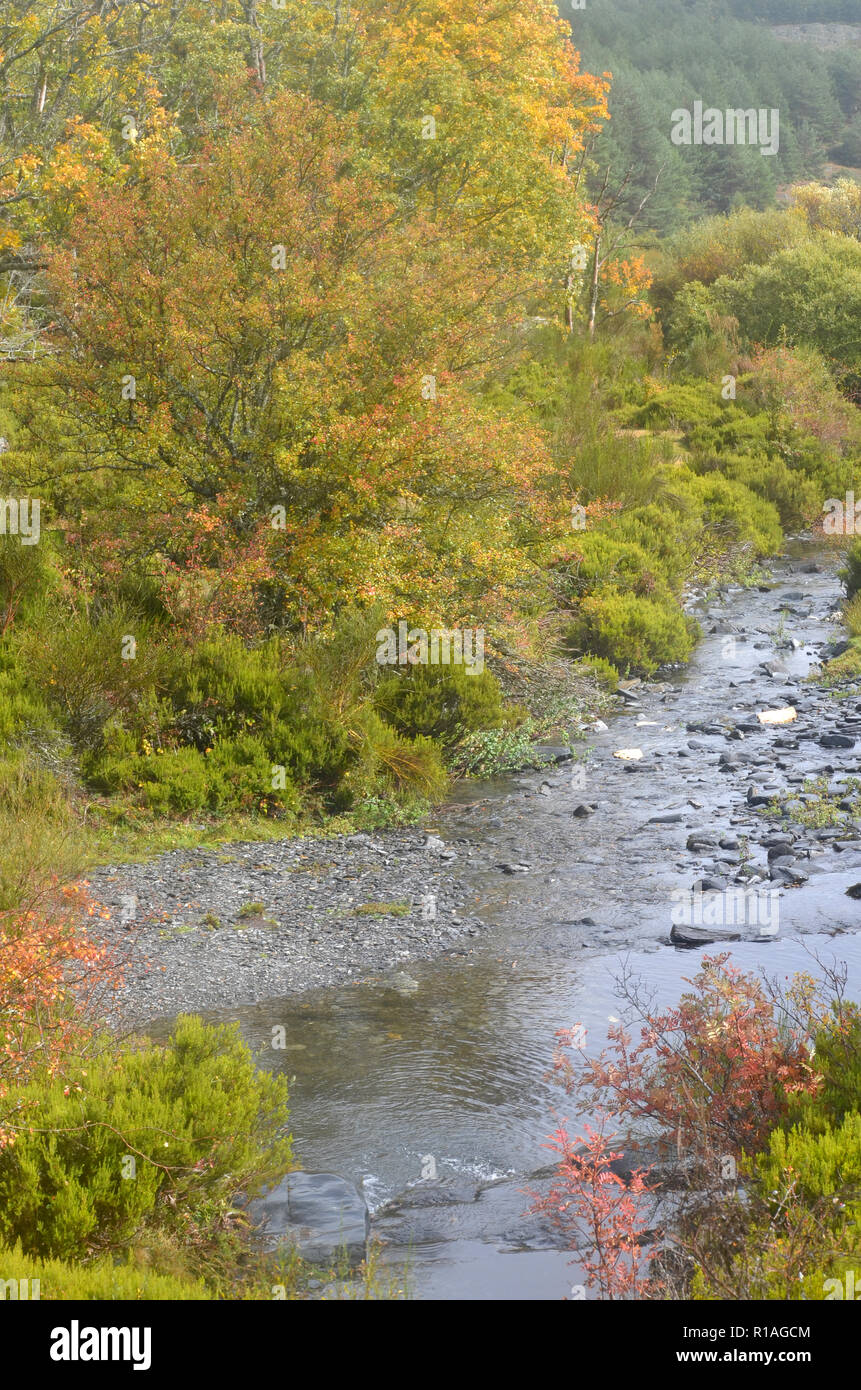 Lillas fiume in Tejera Negra Riserva Naturale, provincia di Guadalajara, Spagna centrale Foto Stock