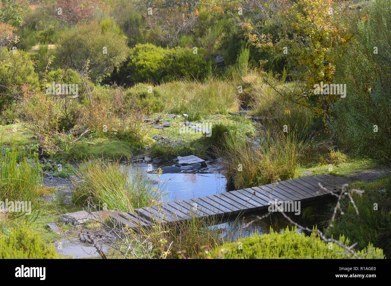 Lillas fiume in Tejera Negra Riserva Naturale, provincia di Guadalajara, Spagna centrale Foto Stock