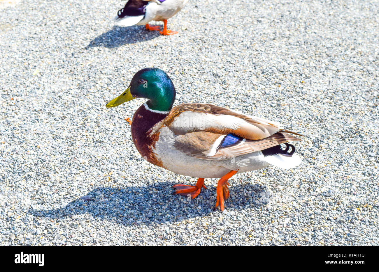Esche Per Germano Reale Jeffergarden - Anatra Galleggiante Artificiale, Decorazione Da Giardino - Foto 12