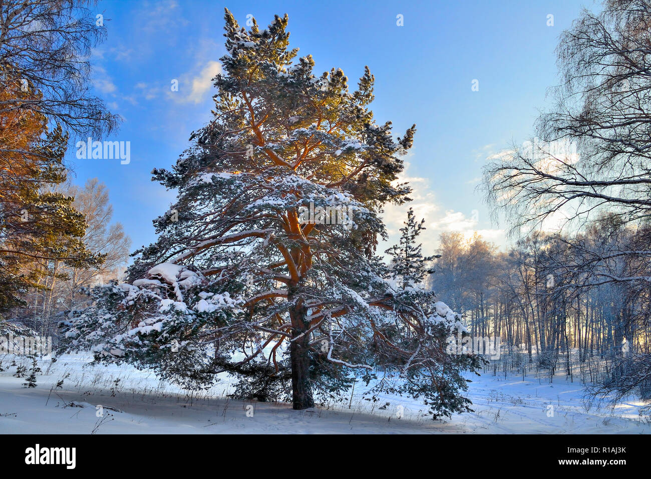 Fiaba della foresta di inverno - bella soffici coperte di neve pino su terreni innevati glade tra dolci betulle bianche. In inverno il paesaggio soleggiato a weat congelati Foto Stock