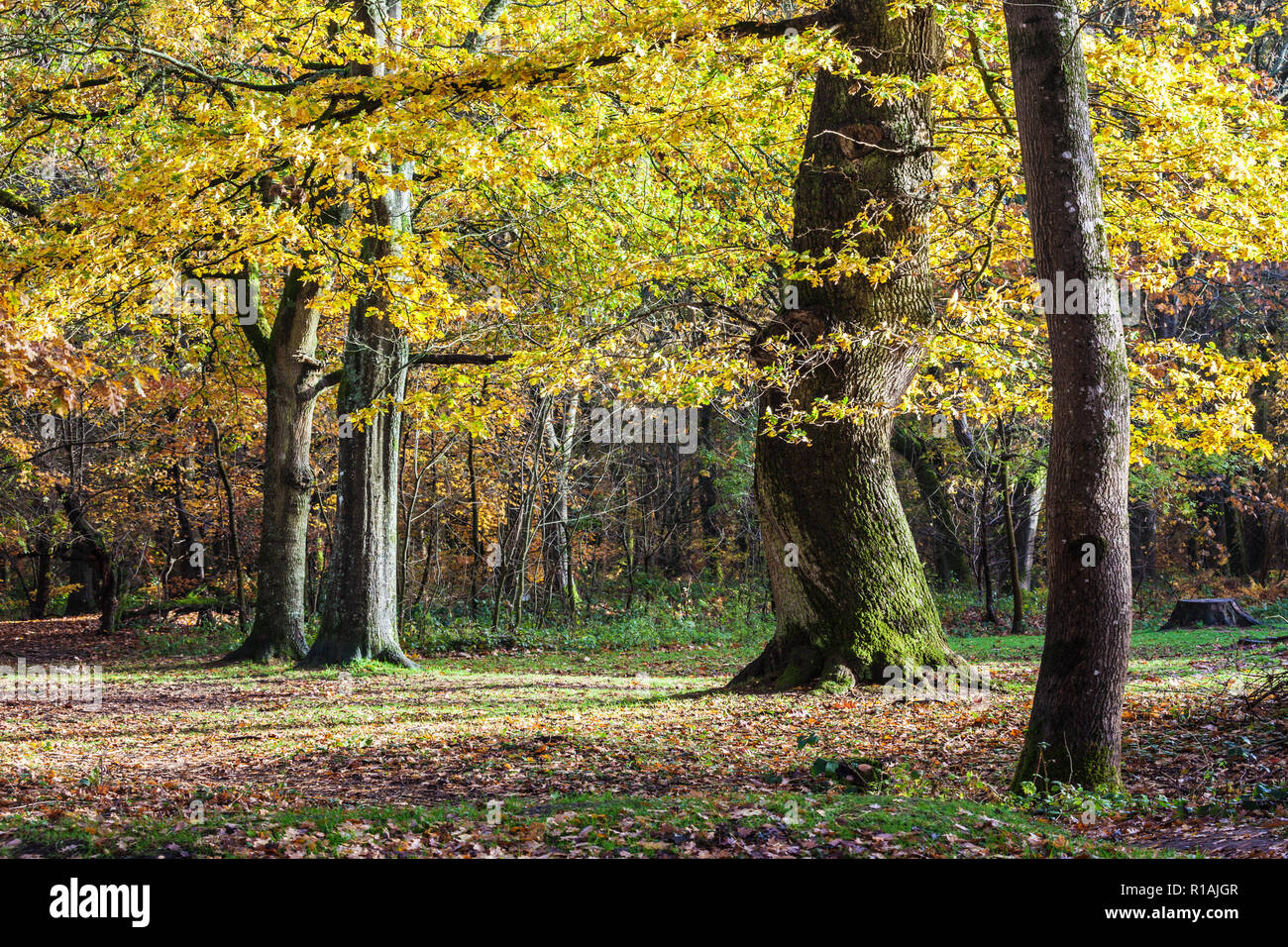 In autunno la foresta Savernake nel Wiltshire. Foto Stock
