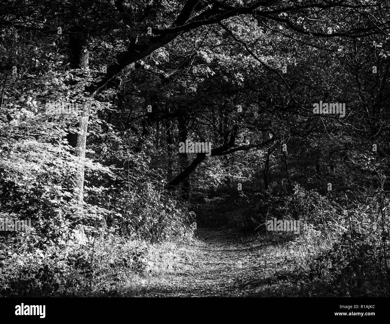 In autunno la foresta Savernake nel Wiltshire. Foto Stock