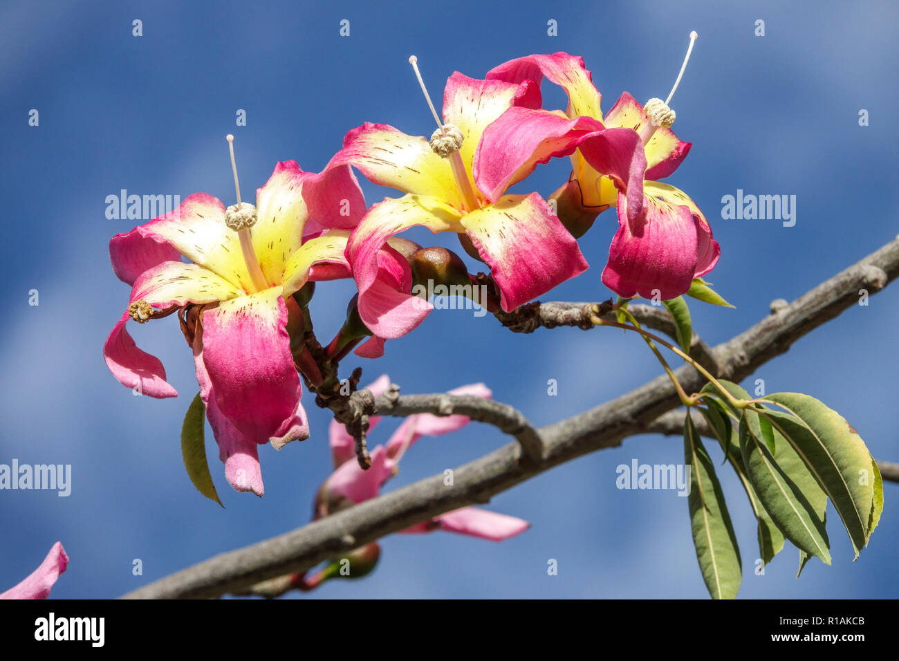 Il filo interdentale in seta albero Ceiba speciosa, fiori Foto Stock