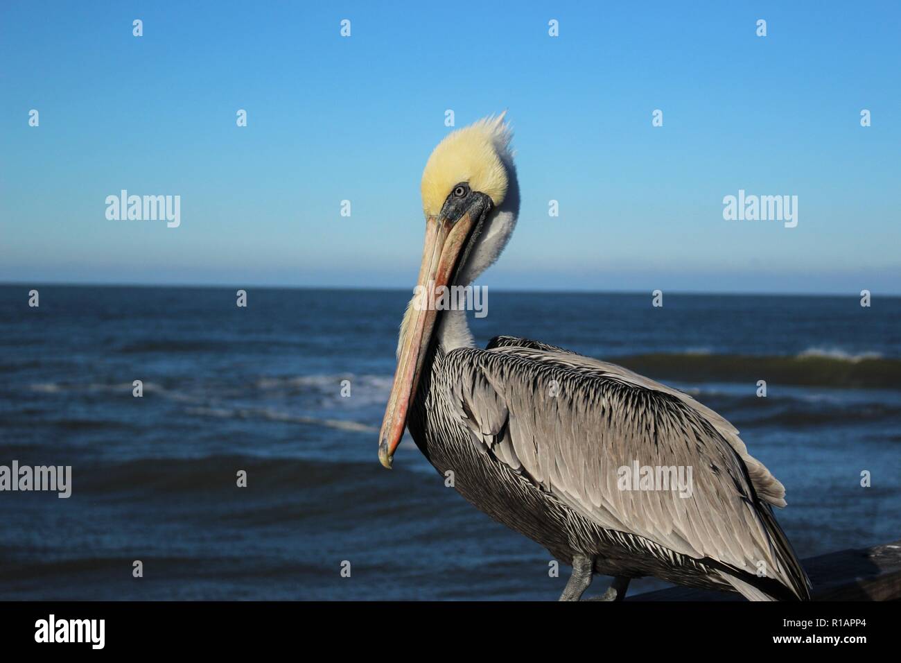 Pelican in piedi su una rotaia sopra l'Oceano Atlantico a Daytona Beach Foto Stock