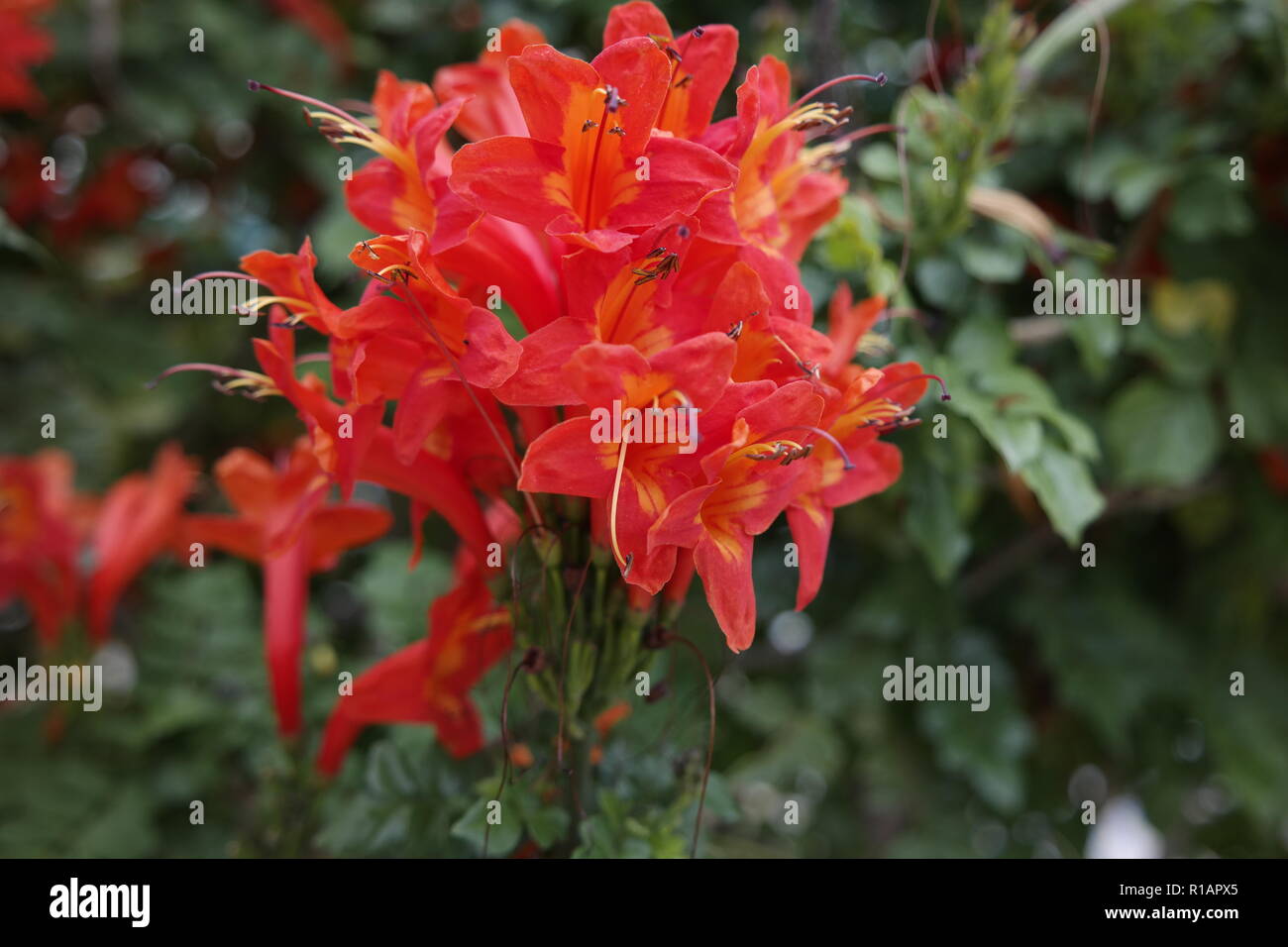 Rosso brillante fiori Foto Stock