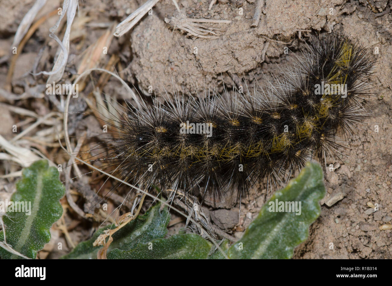 Tiger Moth, tribù Arctiini, caterpillar Foto Stock