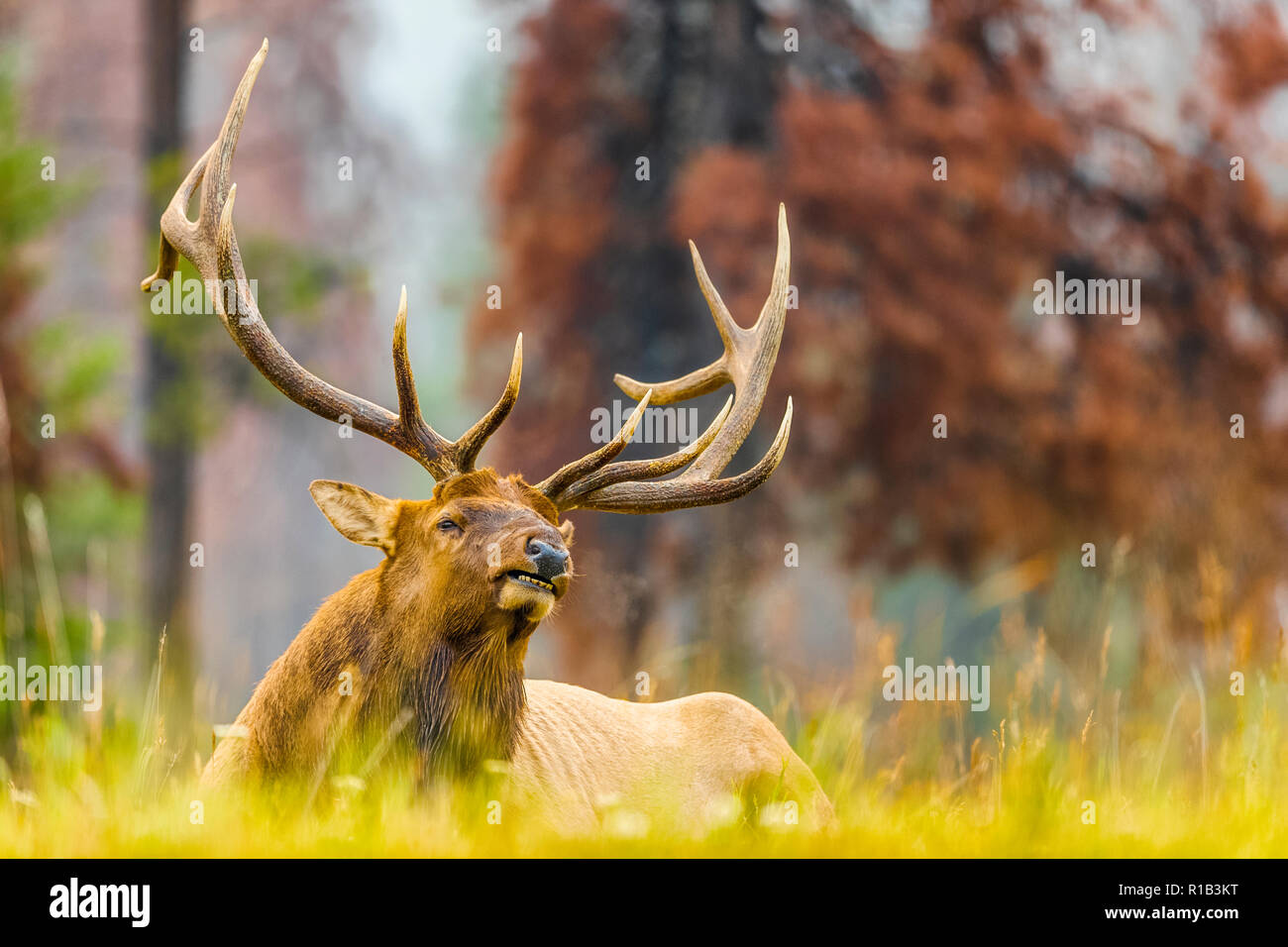 Elk nel Parco Nazionale di Jasper, Alberta Canada Foto Stock