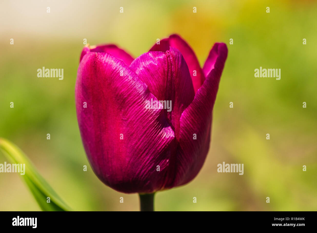 Bello il bud tulip closeup di viola Foto Stock