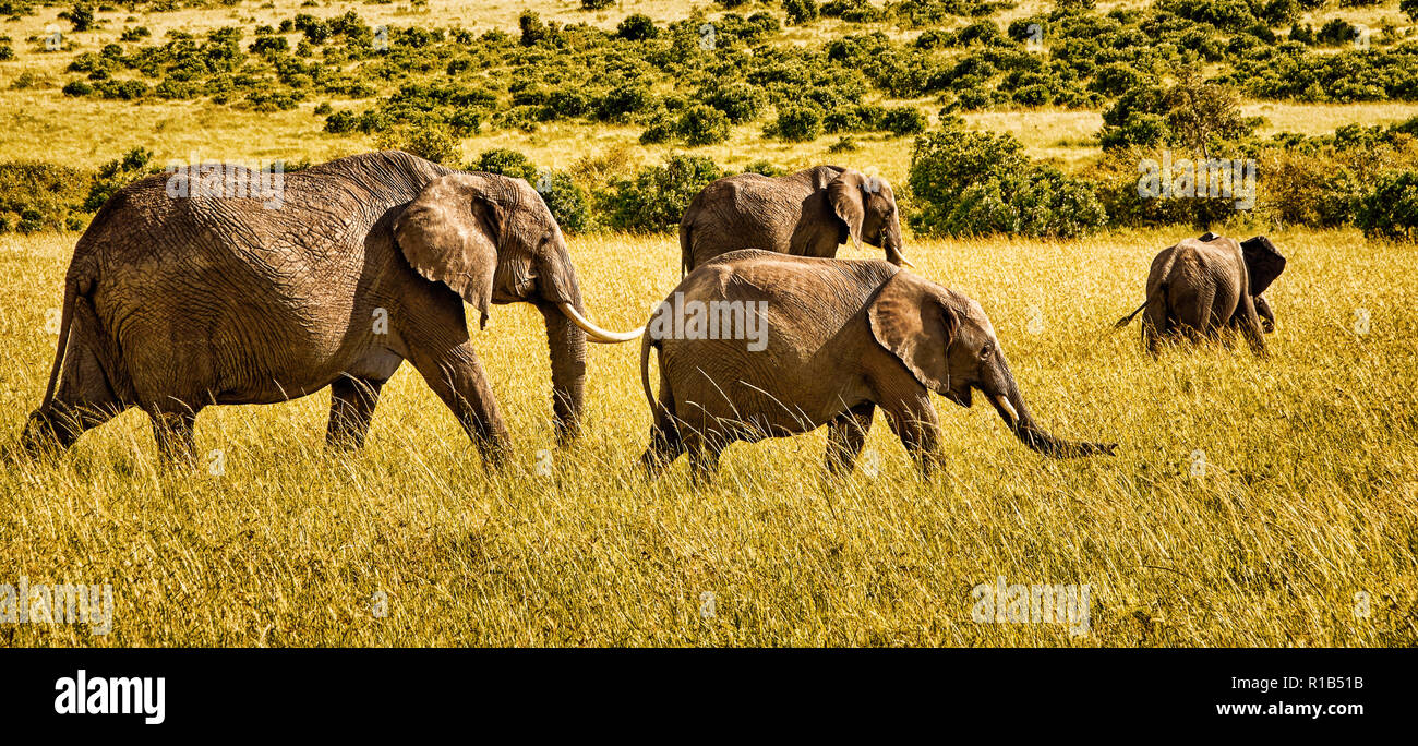 Vista panoramica di un gruppo di quattro elefanti africani camminando sulla savana Foto Stock