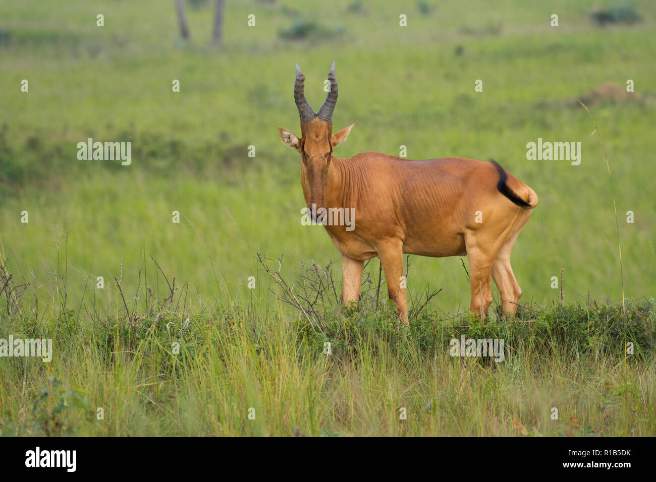 Lelwel hartebeest (Alcelaphus buselaphus lelwel) pascolare nei prati, Uganda Foto Stock