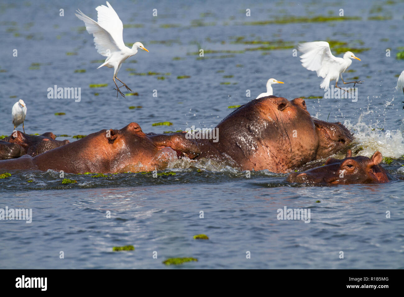 Un gruppo di ippopotamo (Hippopotamus amphibius) nel fiume Nilo, guardabuoi (Bubulcus ibis) permanente sulla ippopotami. Foto Stock