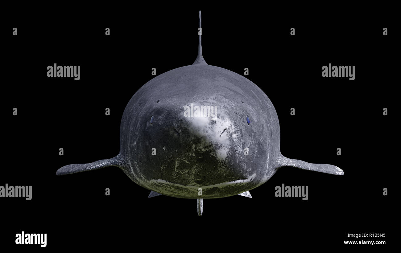 La Groenlandia Squalo isolati su sfondo nero, Somniosus microcefalo vista frontale Foto Stock