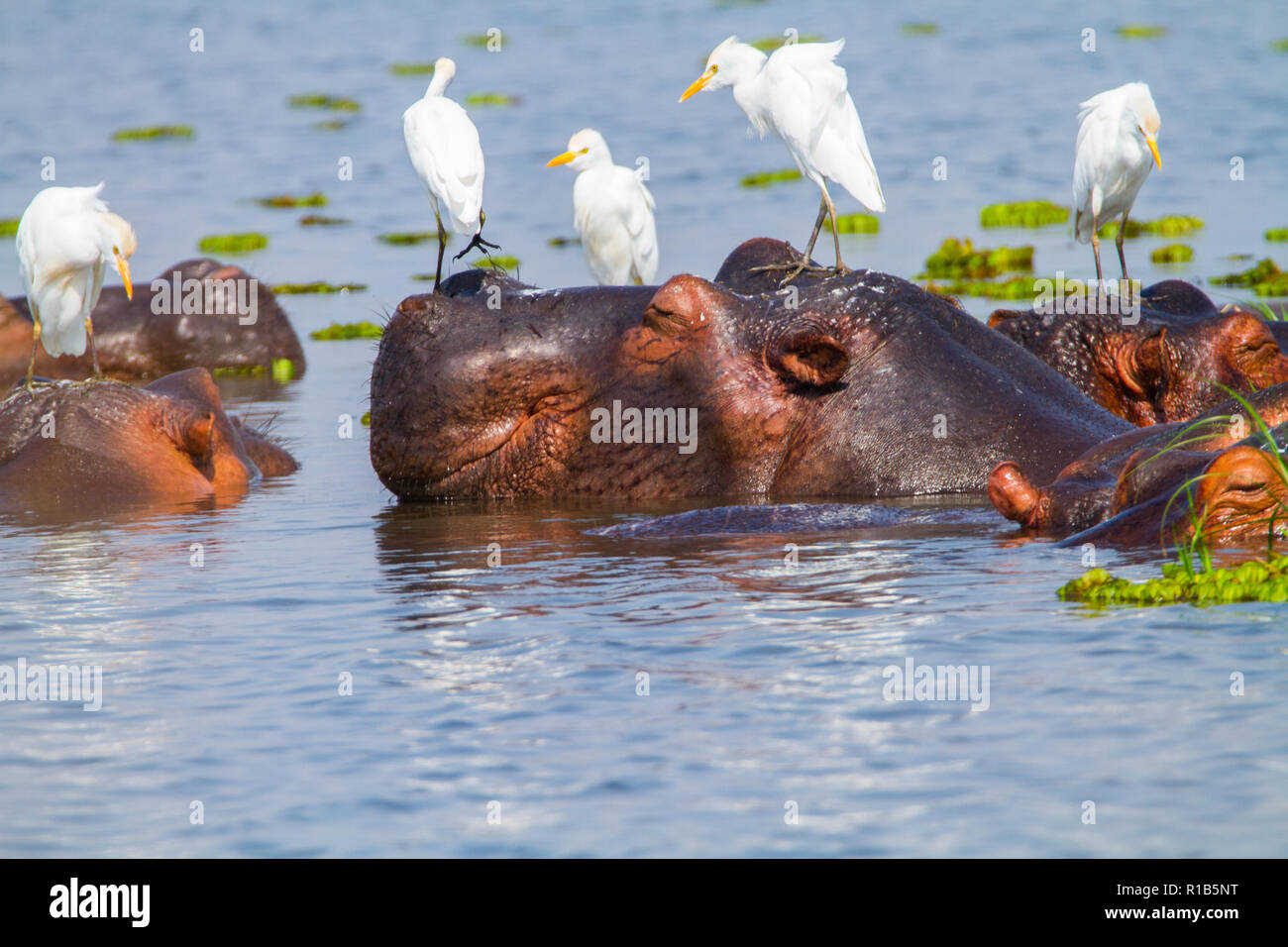 Un gruppo di ippopotamo (Hippopotamus amphibius) nel fiume Nilo, guardabuoi (Bubulcus ibis) permanente sulla ippopotami. Foto Stock