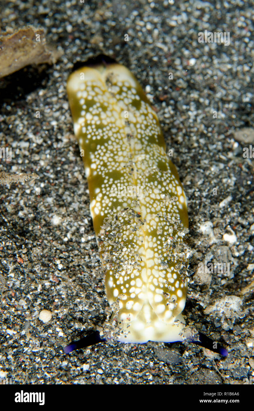 Sea Slug, Plakobranchus sp, Kareko Point, Lembeh Straits, Sulawesi, Indonesia Foto Stock