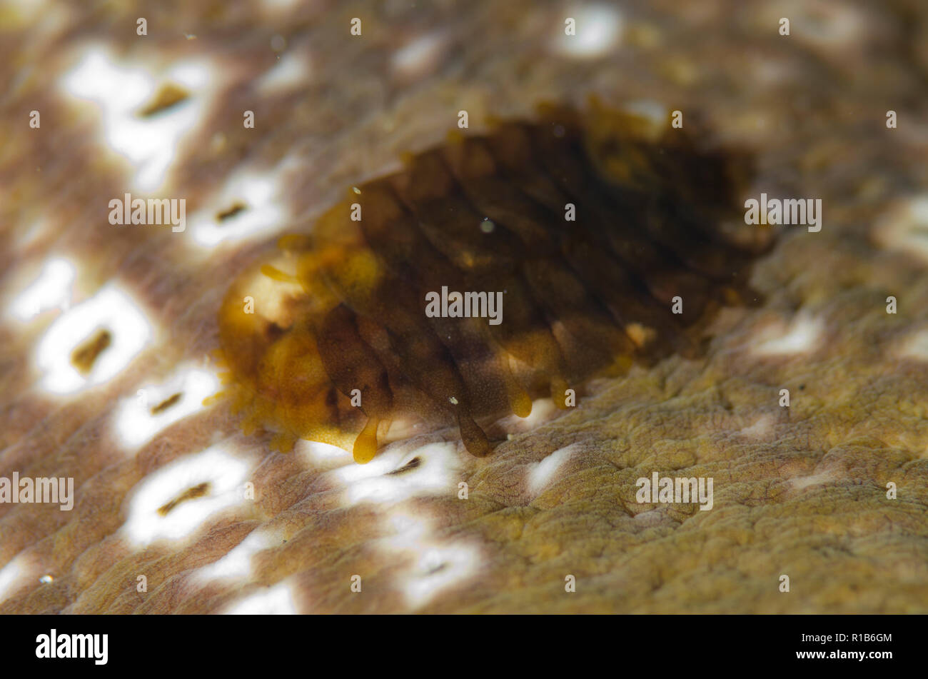 Parassiti scala Worm, Gastrolepidia clavigera, su Mare cetriolo, famiglia Holothuriidae, California Dreaming dive sito, Lembeh Straits, Sulawesi Foto Stock