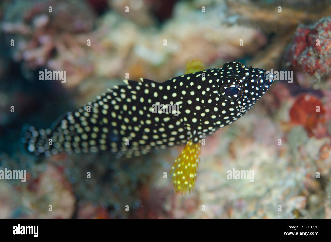 Specklefin cernia Epinephelus ongus, i capretti Makawide pendenza sito di immersione, Lembeh Straits, Sulawesi, Indonesia Foto Stock