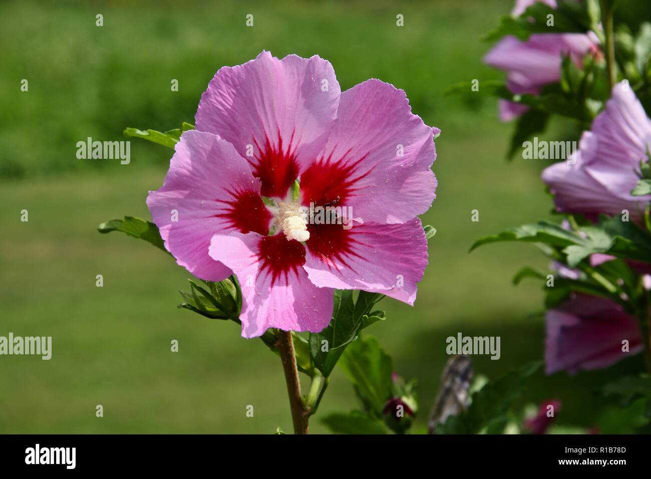 Un ibisco rosa fiore di essere impollinata da un'ape coperta di polline su una giornata d'estate Foto Stock